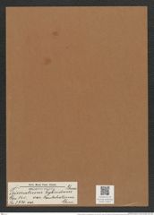 Triceratium hybridum var. kamtschaticum Grun. (de-Toni-Nr.: Genus 140, Species 3720) Zeichnungen Sammlung Grunow Mappe 03827 (Herbarium_W_Grunow_drawings_Folder_03827)